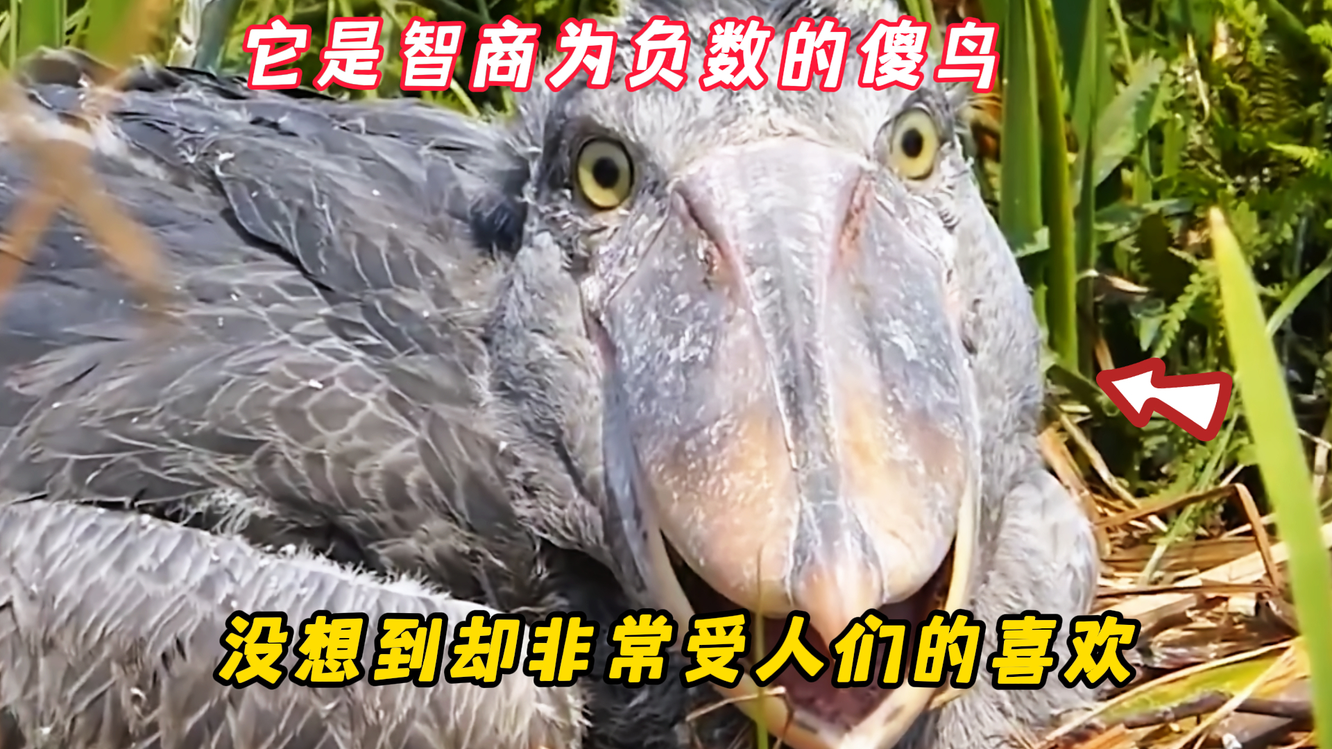 它是智商为负数的傻鸟，没想到人们却非常喜欢它|纪录片_腾讯新闻