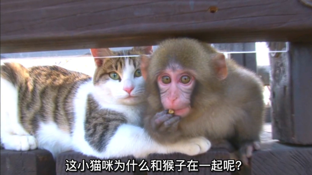 猴子和流浪猫成了好朋友，动物们的友情让人感动｜纪录片_腾讯新闻