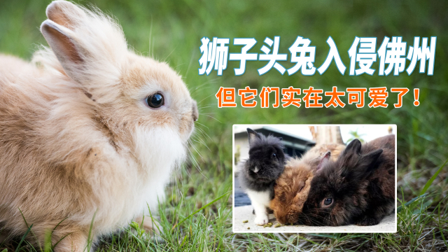 狮子头兔入侵佛州，但人们更担心其健康，因为太可爱了！_腾讯新闻