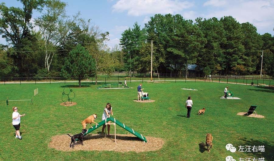 周末带狗去哪儿?南京的宠友点进来就知道!