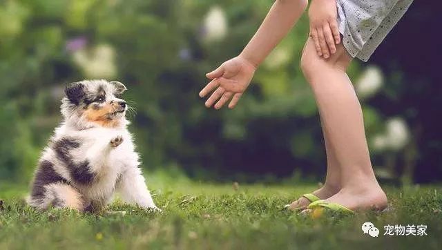 狗狗认为主人地位不如它的表现 你家狗狗中了几个呢