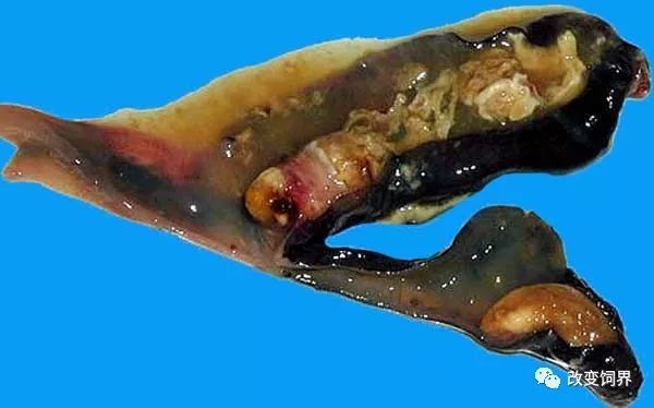 图31 后期盲肠内充满淡黄色的肠芯图32 鸡小肠肿胀,浆膜面有出血点(刘