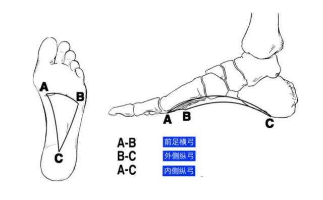 还可以减震并保持身体平横,足弓还能够通过很好的受压部位从而保护脑