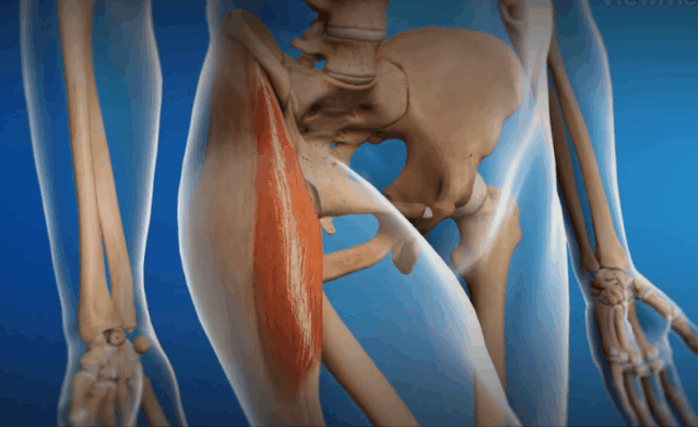 打开腾讯                     髋关节是维持人类动作不可或缺的重要