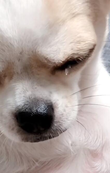 一下子立马掉下了很多的眼泪,而且掉眼泪非常的夸张,很大的一颗,只要