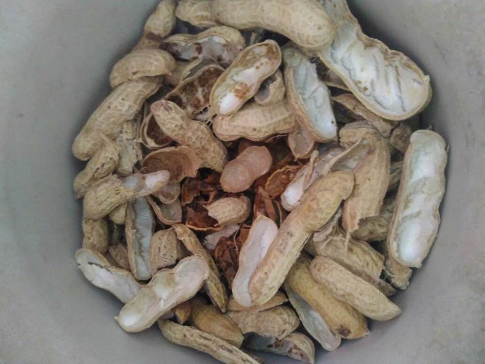 处理方法:坚果壳用来养花也很简单,先收集好,再用水清洗一下,晾干,像