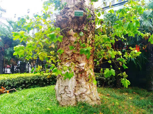 南京no1梧桐树154岁啦