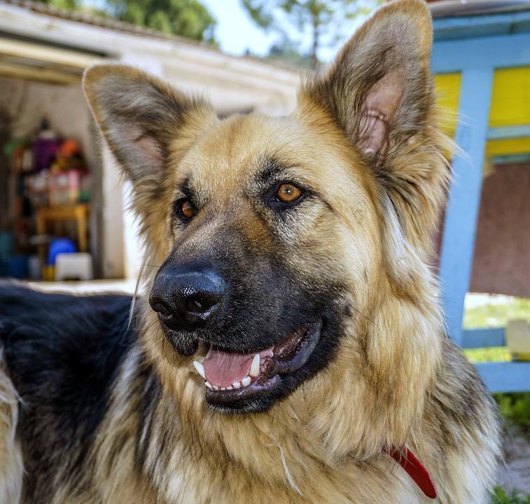 包括玩具,微型和标准贵宾犬,德国牧羊犬,澳大利亚牧羊犬,拳击手,可卡