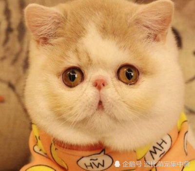 中国最爱的3种猫咪 美国短毛猫上榜 而第一实至名归