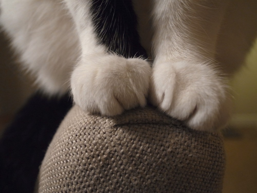 为什么猫咪的爪子能收起来 而狗狗不能 原因在于二者的捕猎方式