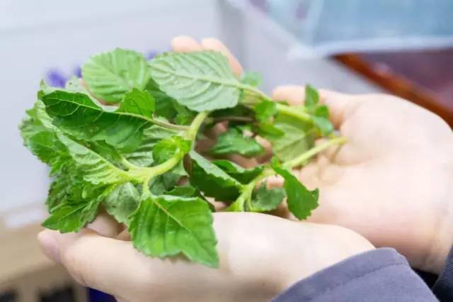 对,就是这个长得像薄荷叶的仙草! 全身是宝的凉