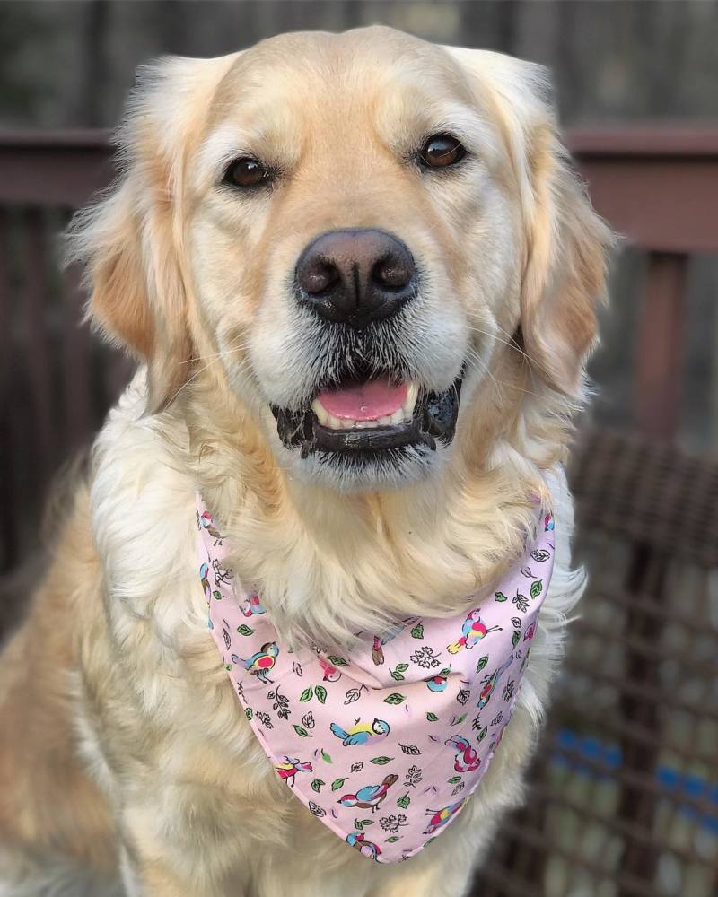 宠物萌宠秀:最暖的狗狗金毛犬!