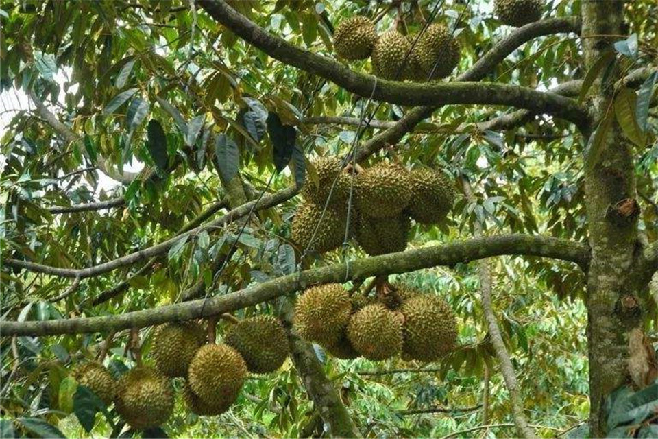 榴莲树(榴莲树长什么样子图片)