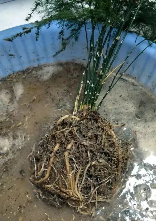 文竹烂根,剪一刀丢水里,1个月后又爆盆,小笋芽直冒!