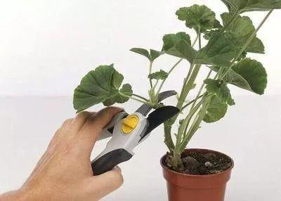 3,换完盆之后,将枯枝条和枯叶子剪掉,将修剪好的天竺葵放在有直射光的