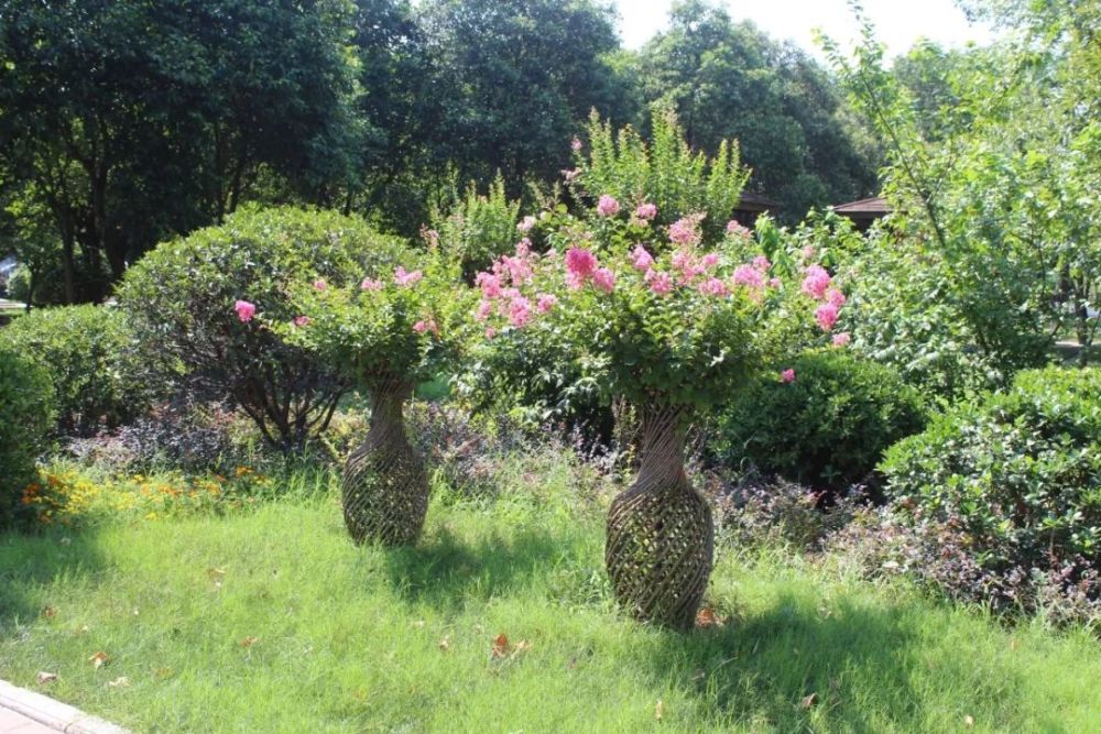 紫薇造型扮靚清潩河遊園 郭忠磊 王菲 攝