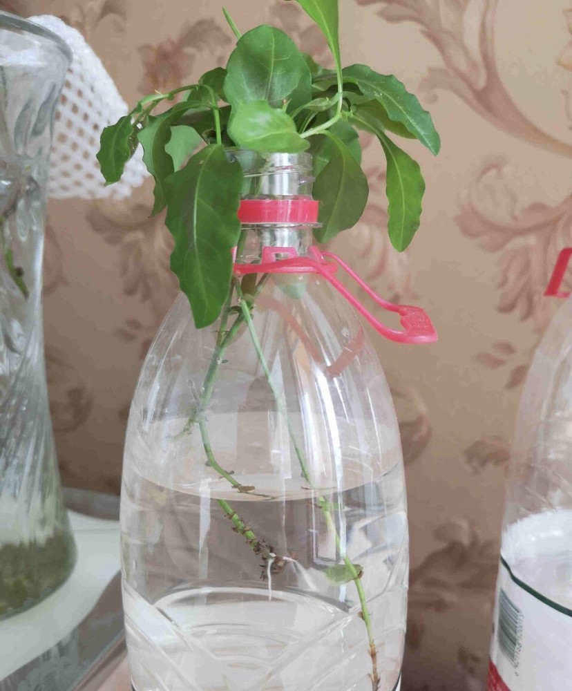 扦插蓝雪花最简单,2根枝条、1个塑料瓶,养1周