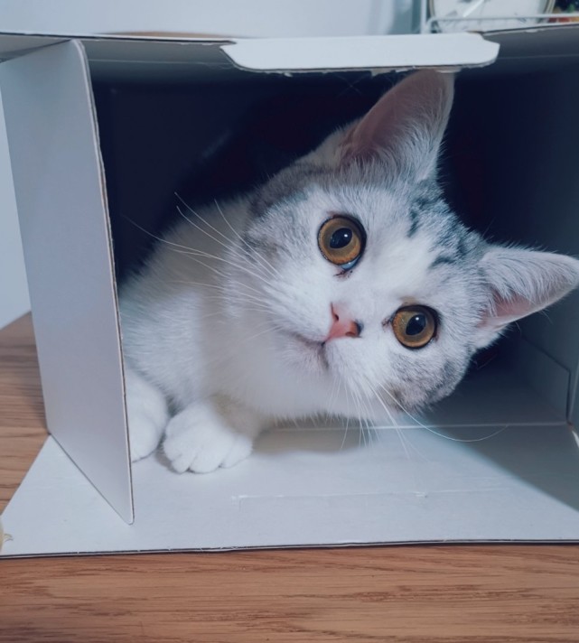 一堆盒子猫准备打包了请问这样的快递有人收吗