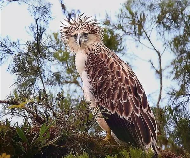 吕宋岛藏有世上最凶鸟,爪子有人手大,最恨猴子先把它眼啄瞎再吃