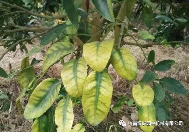 园林植物|园林植物病害诊断和解决方案-园林植物病虫害防治技术
