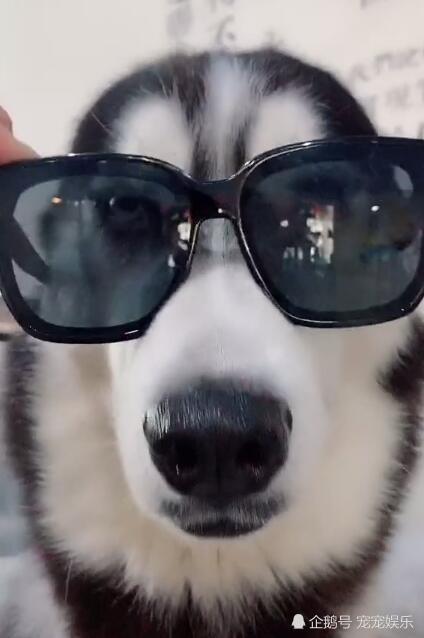 哈士奇带上墨镜由傻狗变靓仔气质立马一路提升