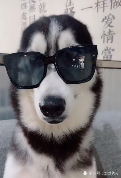 哈士奇带上墨镜,由傻狗变靓仔,气质立马一路提升!