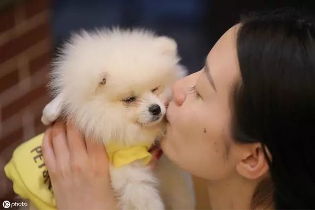 博美犬价格多少钱一只 影响价格的因素有6个