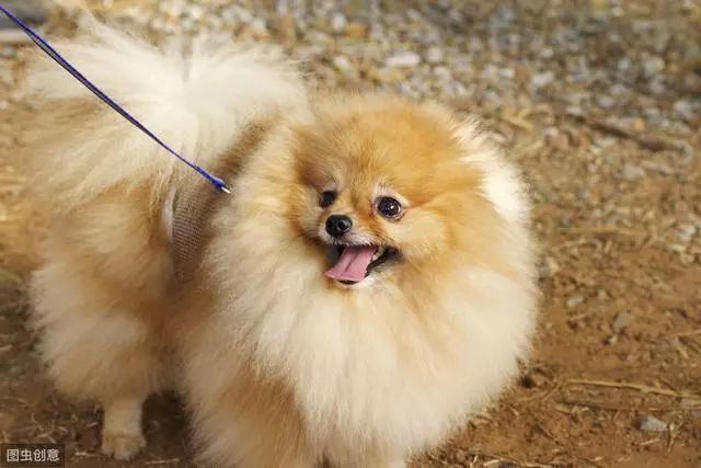 博美犬价格多少钱一只 影响价格的因素有6个