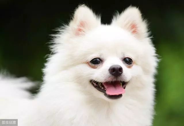 博美犬价格多少钱一只 影响价格的因素有6个