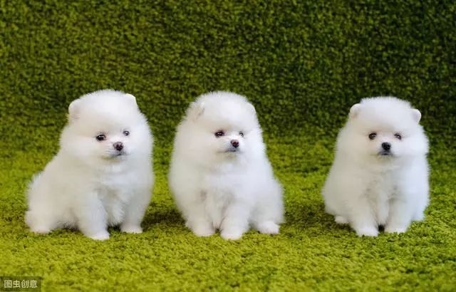 博美犬价格多少钱一只 影响价格的因素有6个