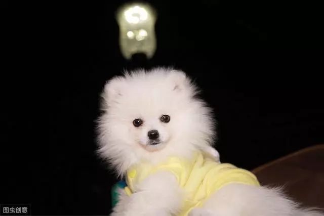 博美犬价格多少钱一只 影响价格的因素有6个