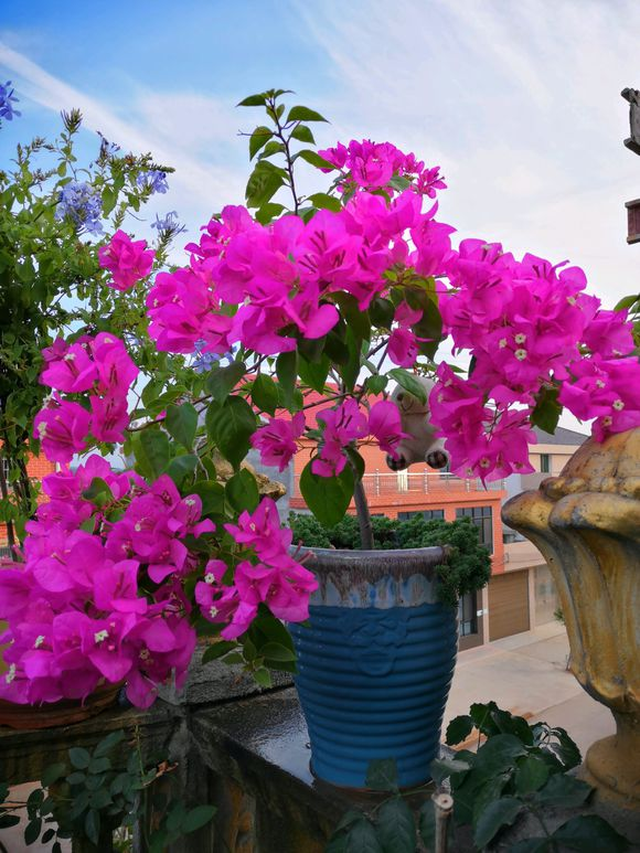 三角梅学一招,不用一月就开花,整个秋天有得看!