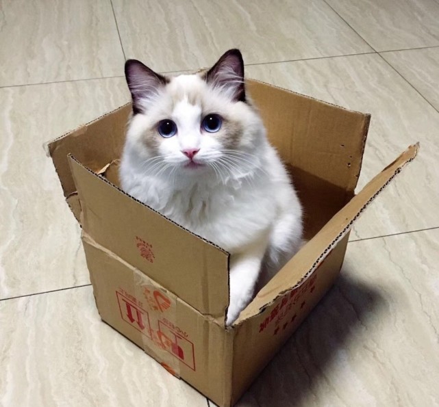 一堆盒子猫准备打包了请问这样的快递有人收吗