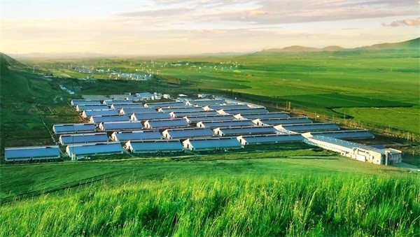 蒙牛现代化规模化牧场