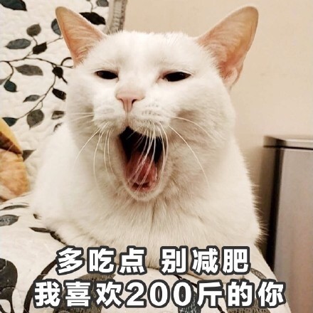 双十一,来自贫民窟养猫女孩的疯狂攻略,穷养猫不迷路——食物篇