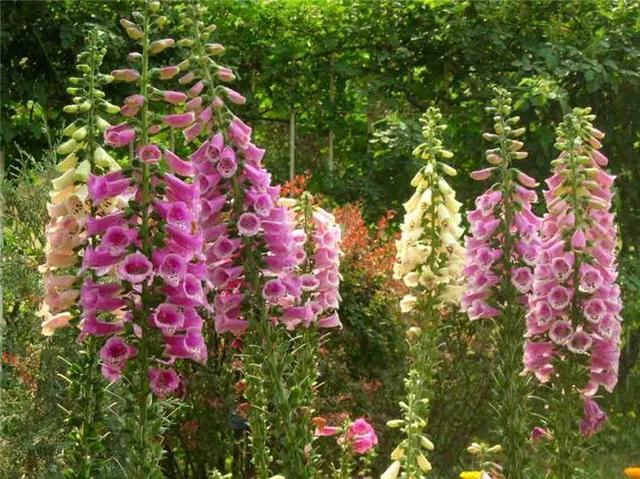 这花名字俗气得很 花量大多惊人 长得高能变成大花柱