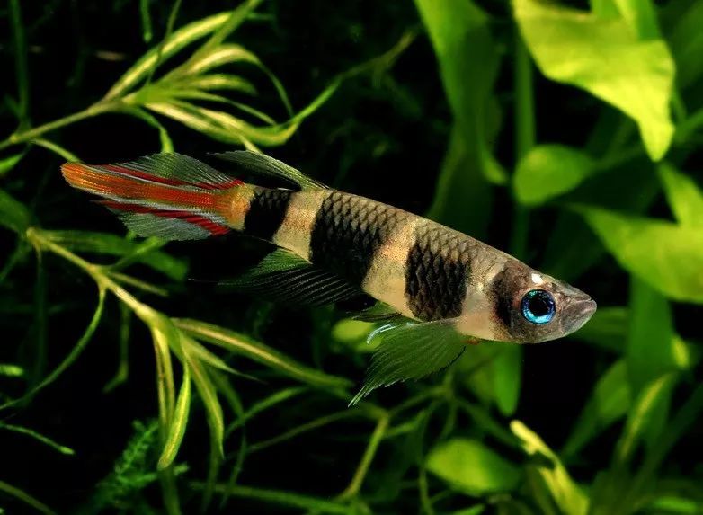 推荐小缸养多彩公斑节鳉,温和好养,混养也漂亮