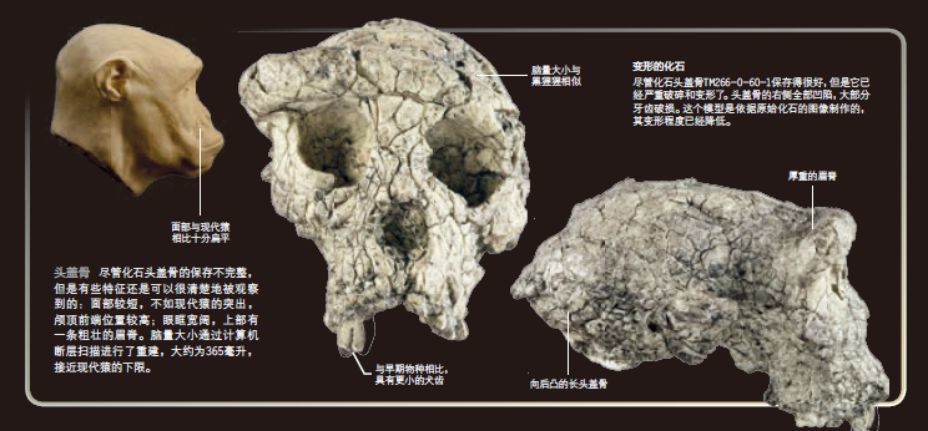 700万年前人猿相揖别我们的老祖宗是他吗