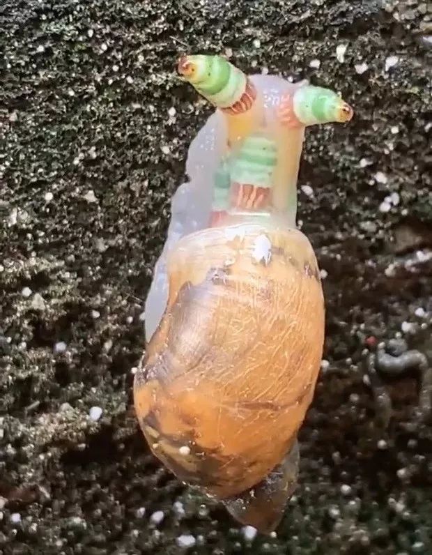 台湾出现"僵尸蜗牛!专家称蜗牛肉体已被控制,行为简直龌龊
