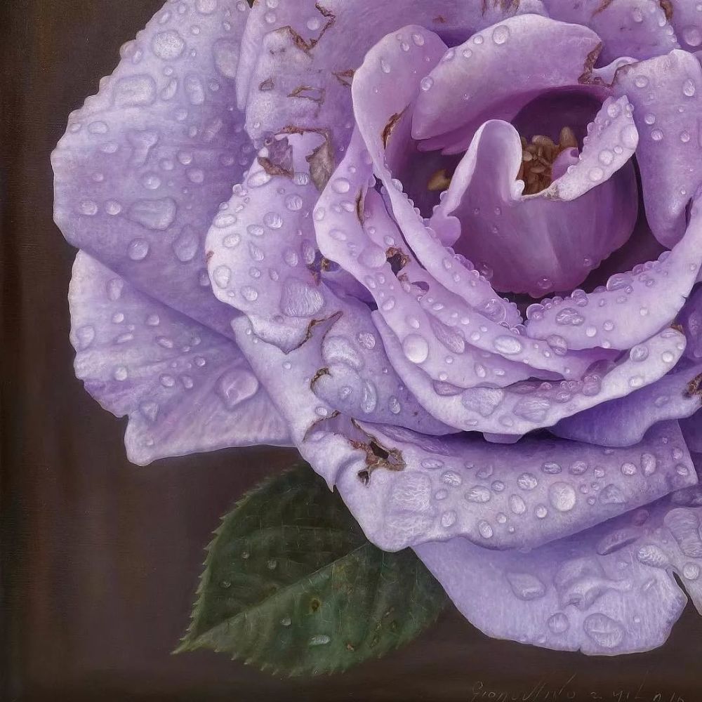 紫色玫瑰 露珠图片