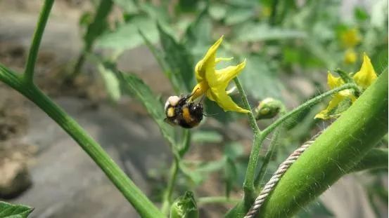 熊蜂在给番茄授粉