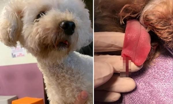 贵宾犬去剪毛 结果被剪断舌头 主人要求赔狗狗一辈子狗粮被拒 狗狗 贵宾犬 美容院 美容师 狗粮