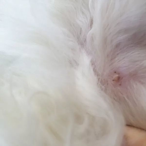 发现猫身上有疙瘩 这可能是出现癌症的征兆