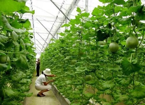 中国生物农业:乱象丛生,竞争无序,进化在即