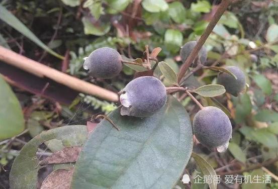 8月山上一颗颗饱满的野果挂满枝头,果形似缩小版酒杯,酸甜芳香