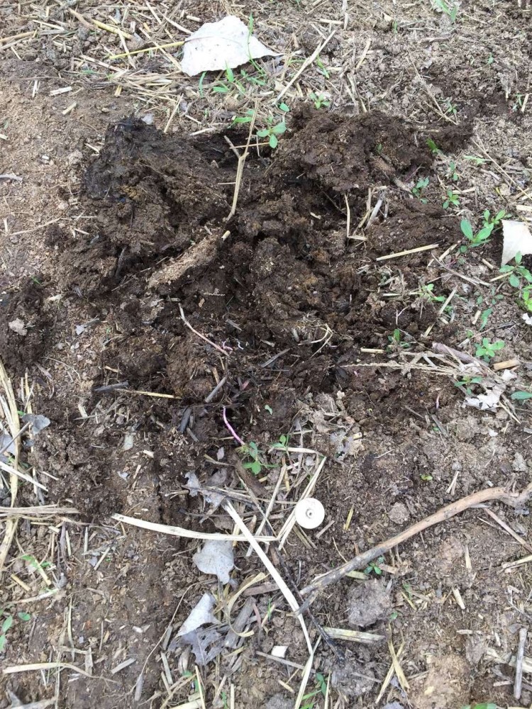 养花别嫌弃脏3种黑乎乎的东西花盆埋1点蹭蹭长