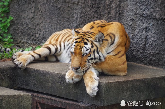 优哉游哉的虎大王看起来跟咱家里的大橘猫也没什么区别