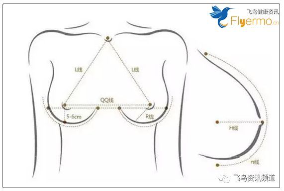 理想(标准)的乳房是什么样的?