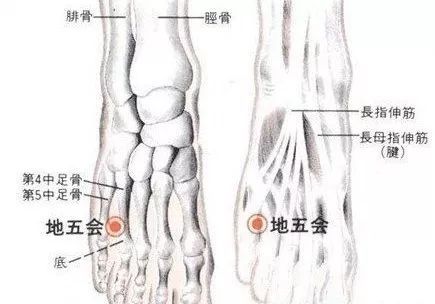 每日一穴地五会穴疏泄肝胆清利头目通经活络