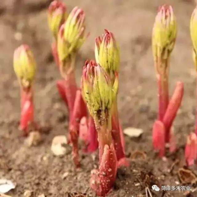 盆栽芍药催花品种怎样选择 腾讯新闻